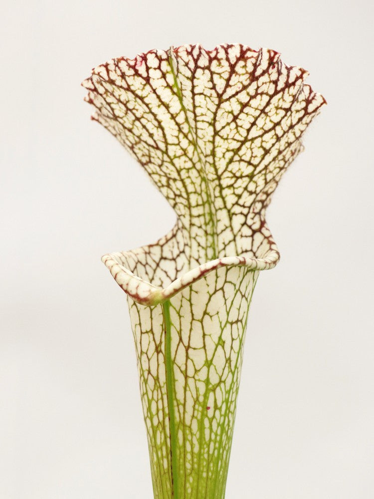 Sarracenia leucophylla L11/3 PW