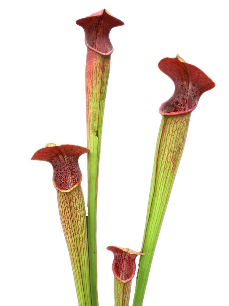 A14 PW Sarracenia alata var. atrorubra, all red, Mississippi