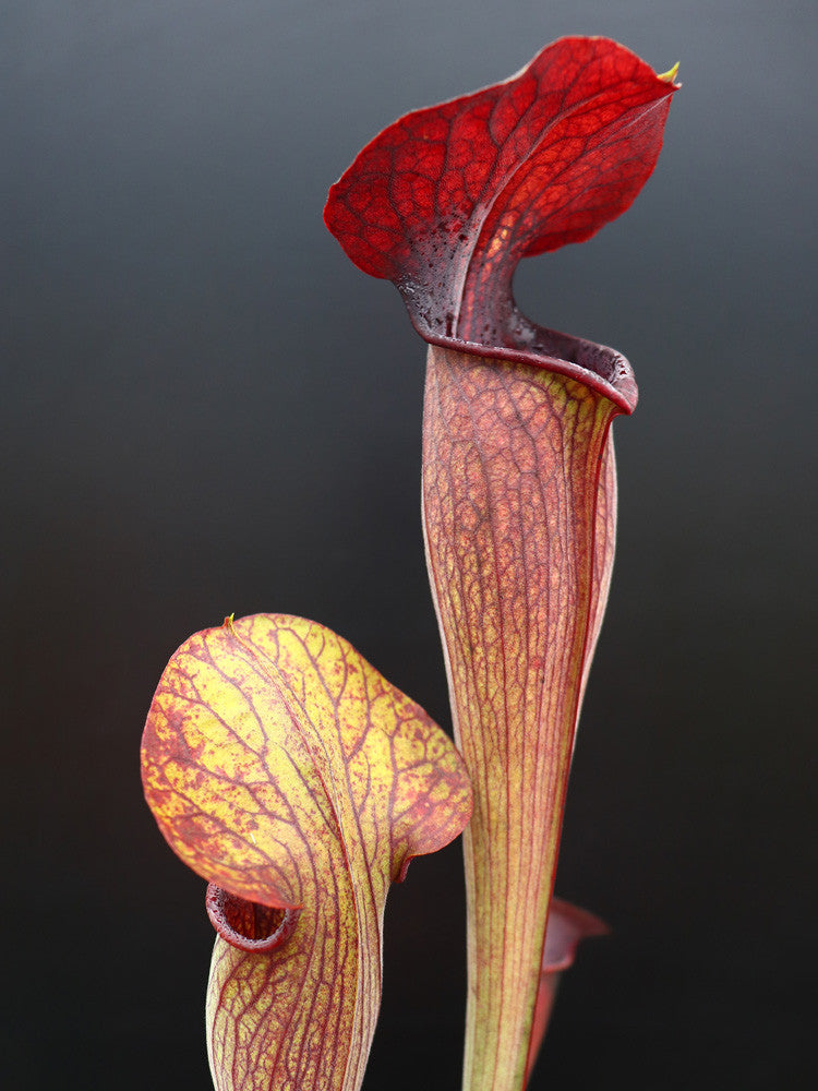 A1 GC Sarracenia alata var. nigropurpurea "Black wings" A28 MK x A60 MK
