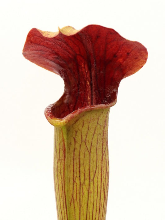 A48 MK Sarracenia alata var. rubrioperculata, Giant red throat