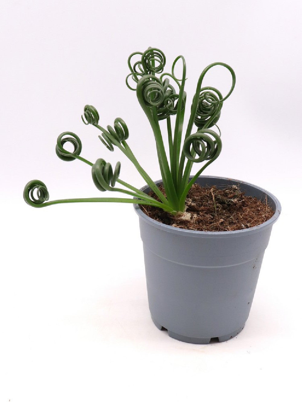 Albuca spiralis