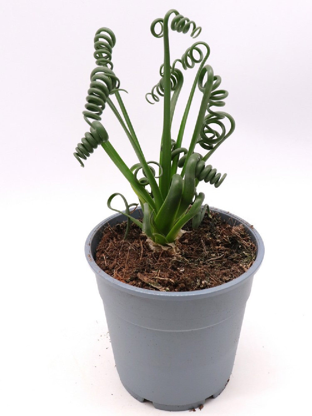 Albuca spiralis