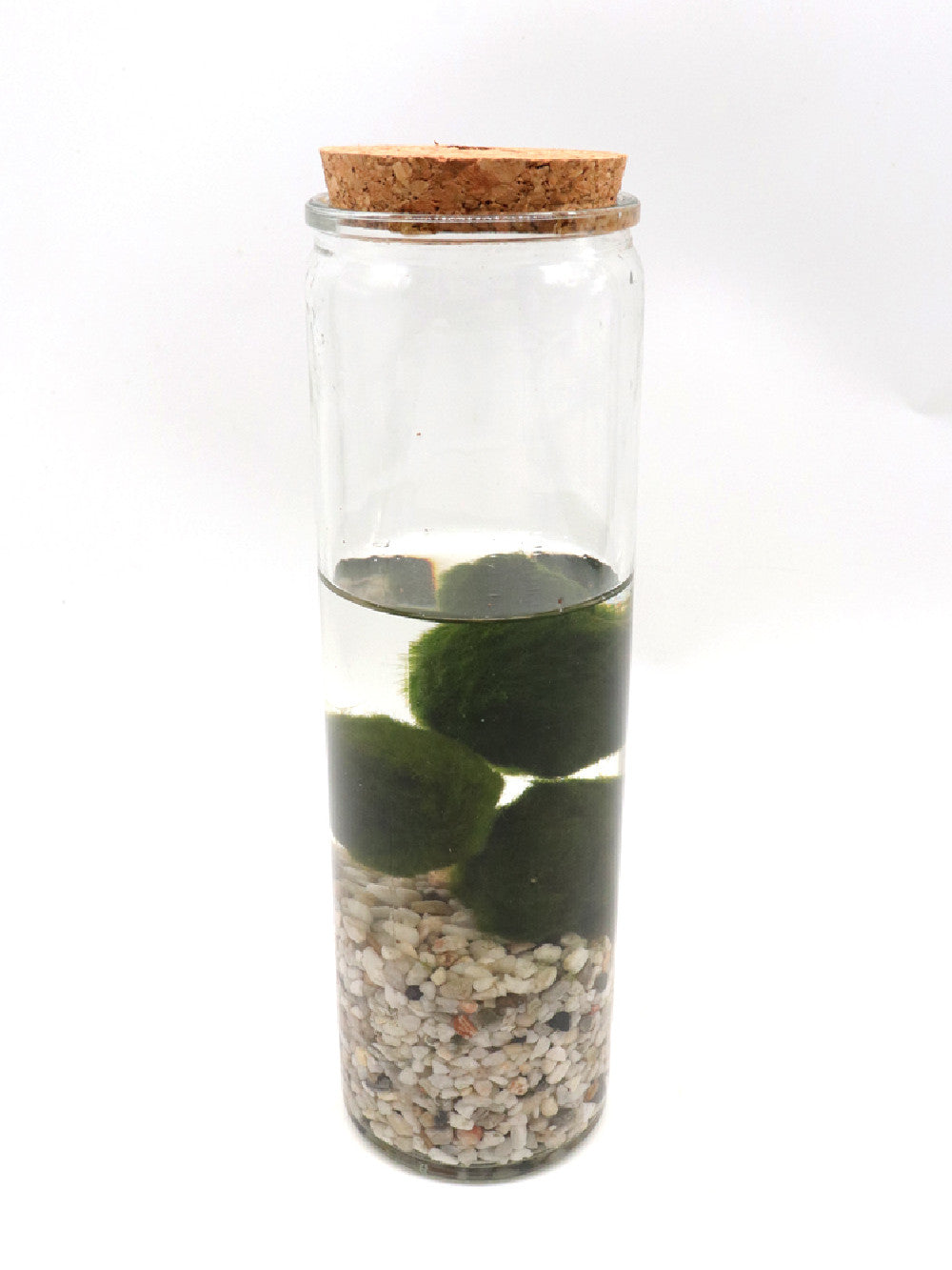 Alga Marimo in glass tube  (Slim tube)