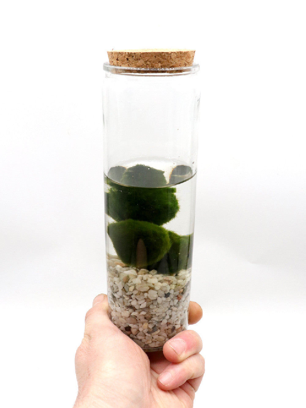 Alga Marimo in glass tube  (Slim tube)