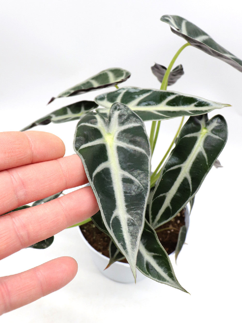 Alocasia Bambino Arrow