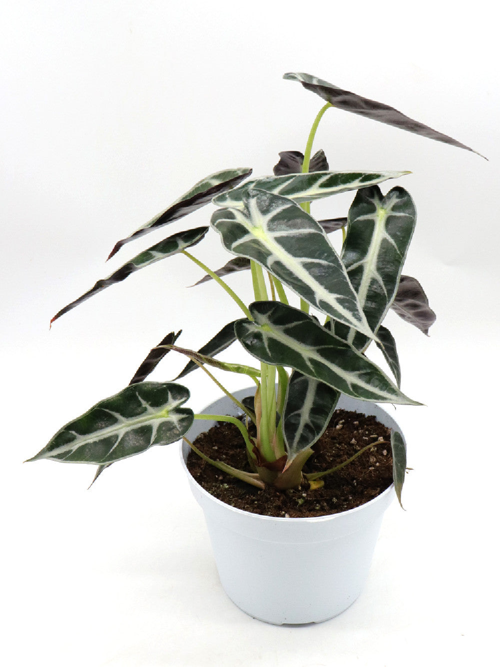Alocasia Bambino Arrow