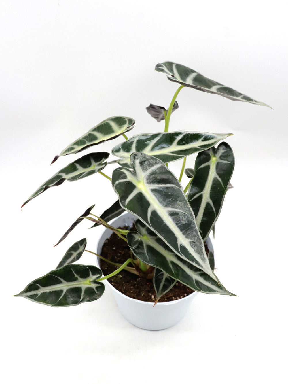 Alocasia Bambino Arrow