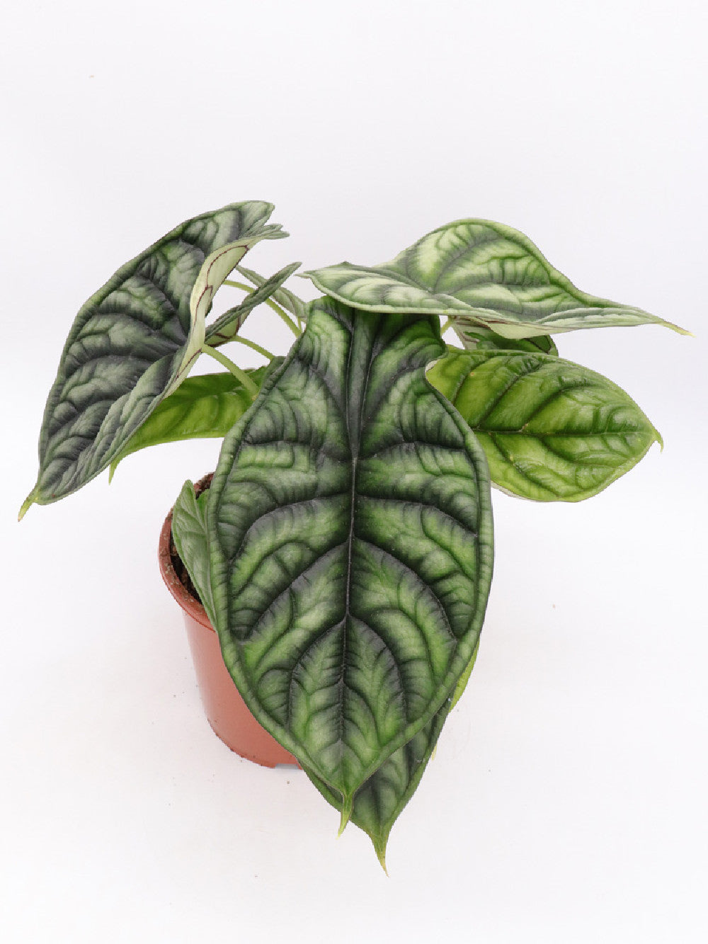 Alocasia dragoncello