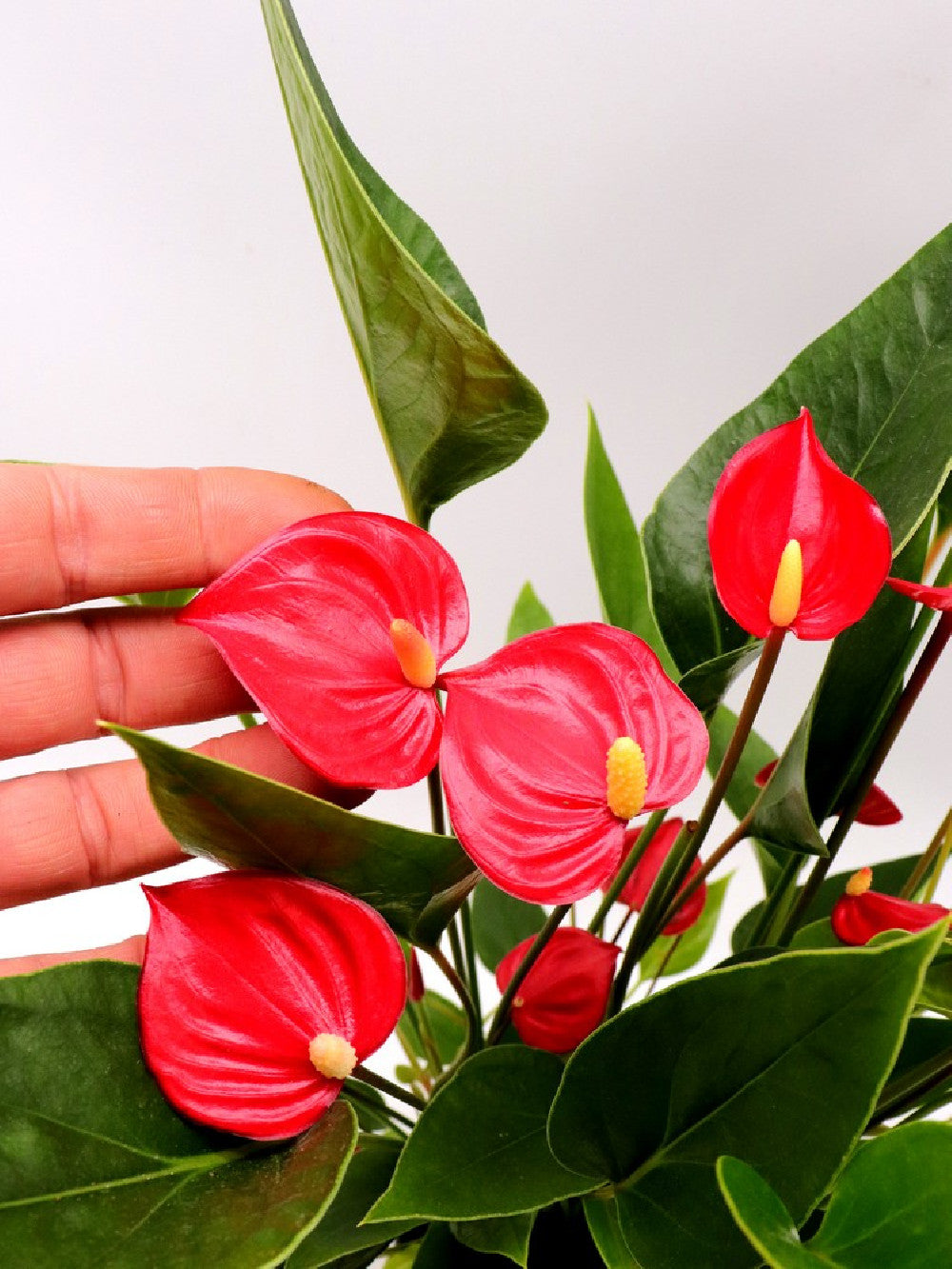 anthurium million Anthurium 'Million flowers red' – Giardino Carnivoro