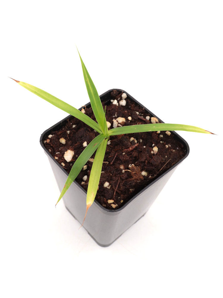 Barbacenia celiae   Serra do Tepequem, Roraima, Brazil