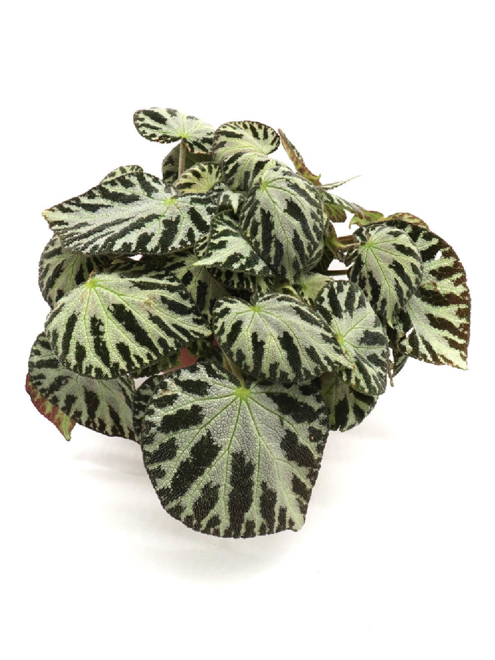 Begonia Silver Juwel