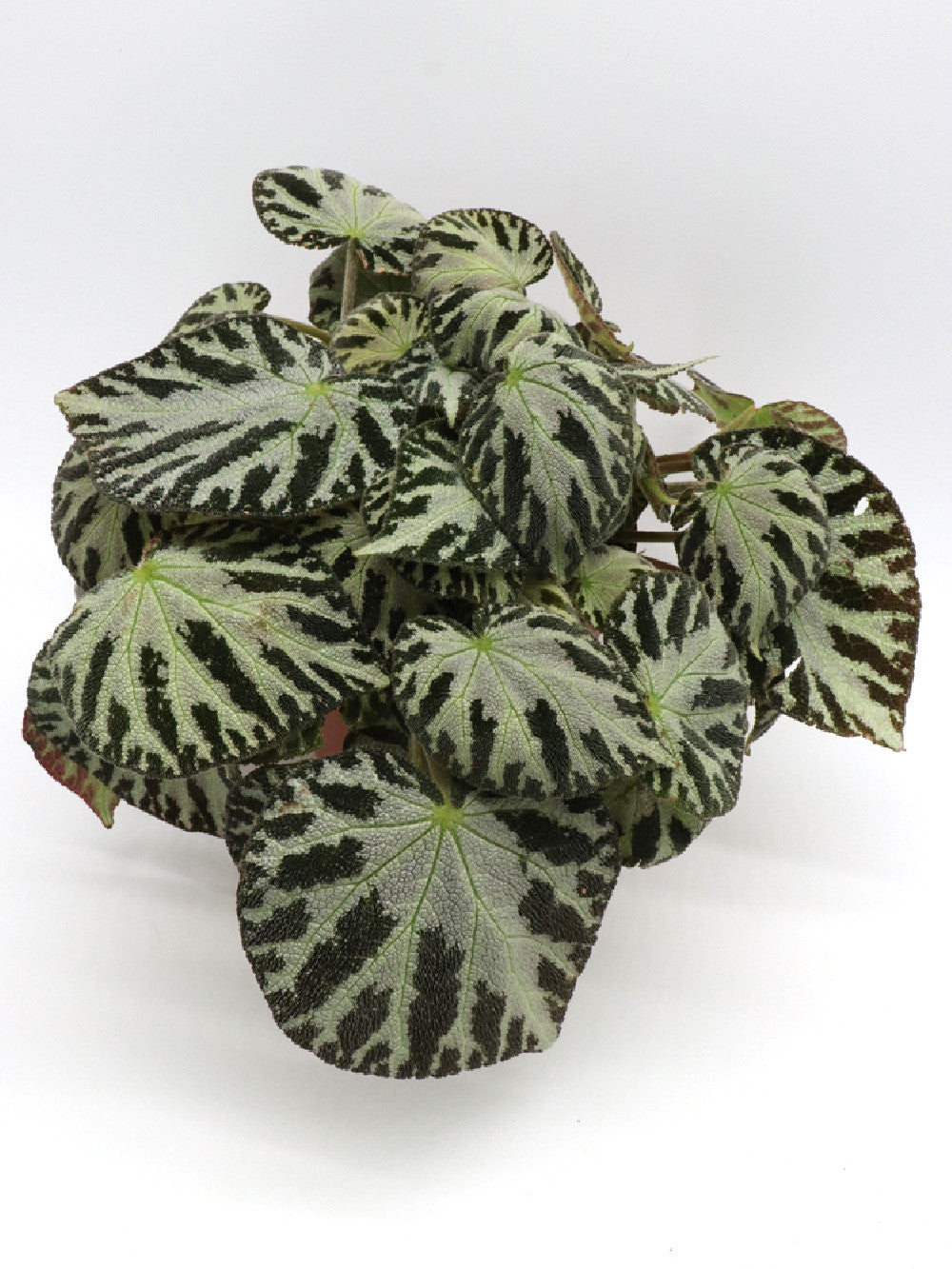 Begonia Silver Juwel