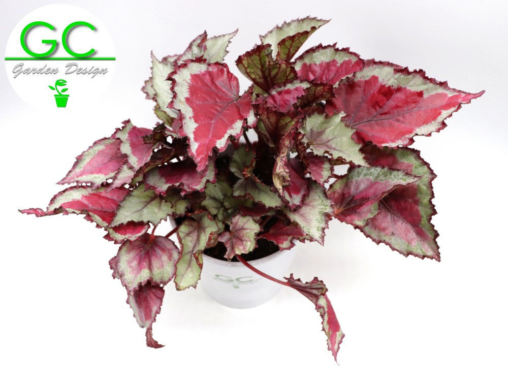 Begonia blad Magic colours "Pink"