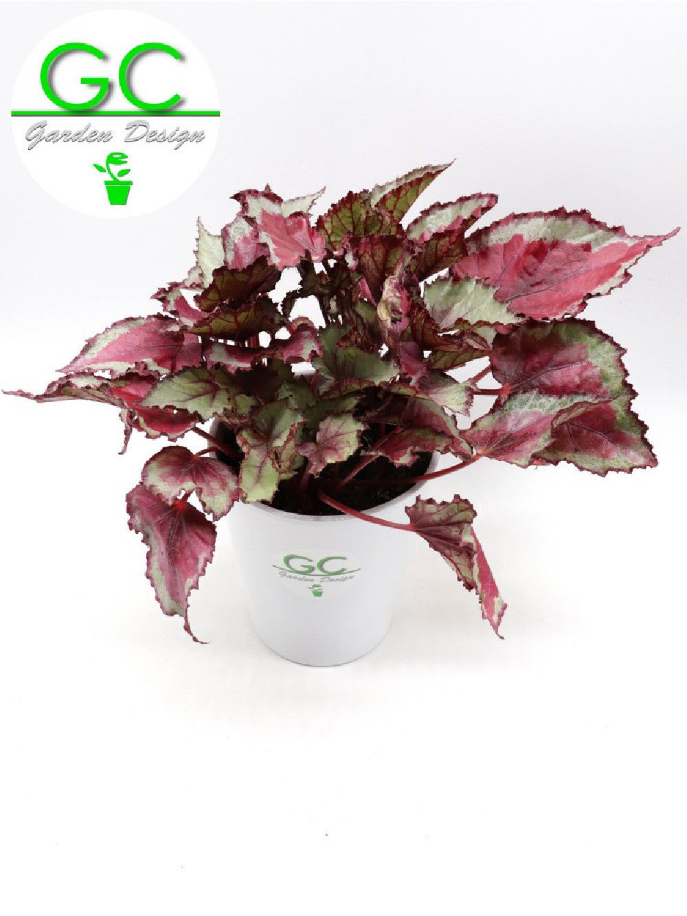 Begonia blad Magic colours "Pink"