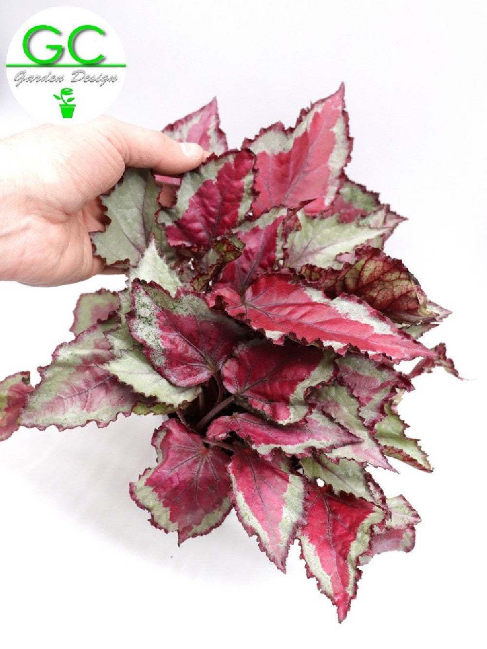 Begonia blad Magic colours "Pink"