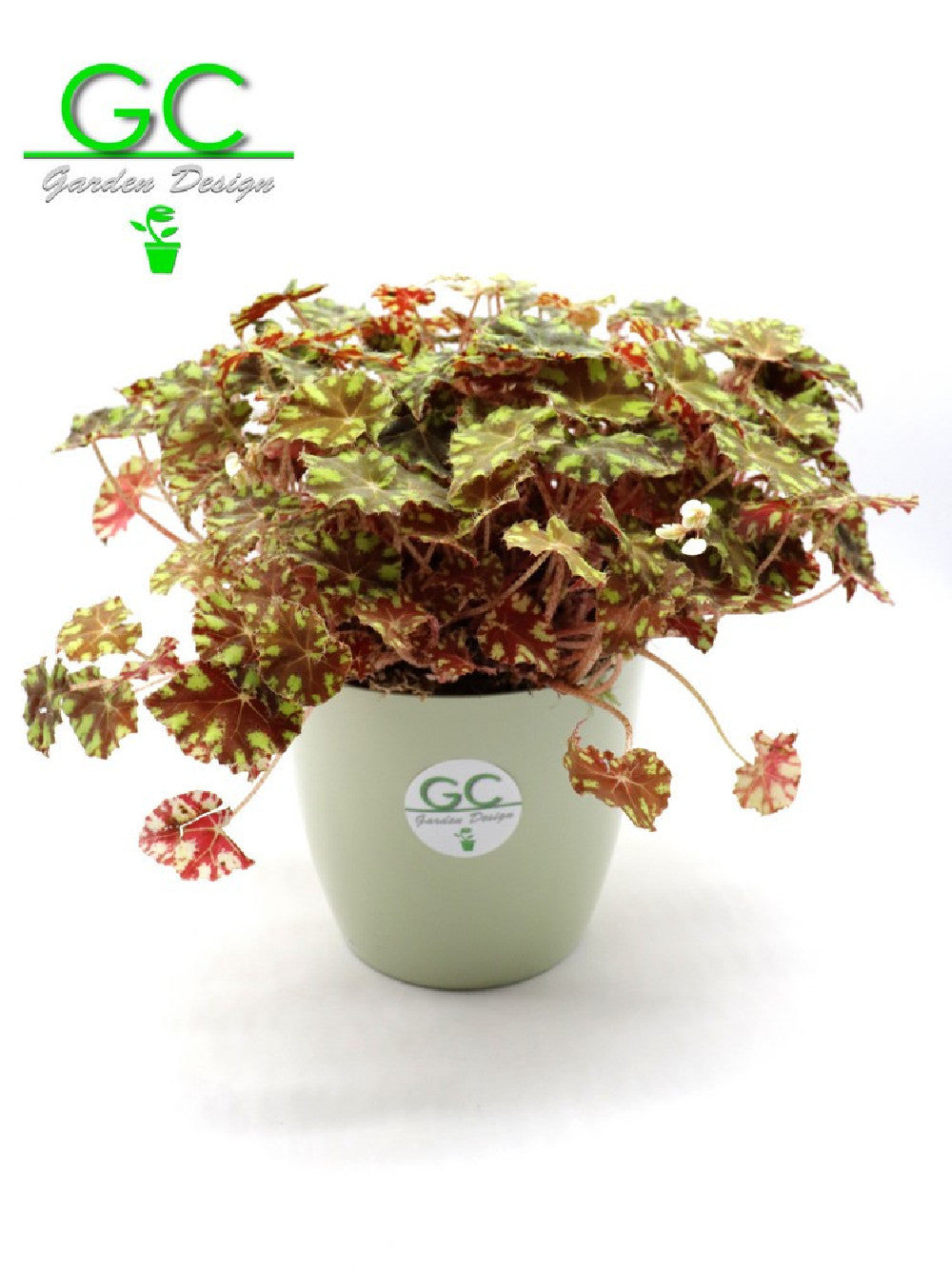 Begonia blad Magic colours "tiger"
