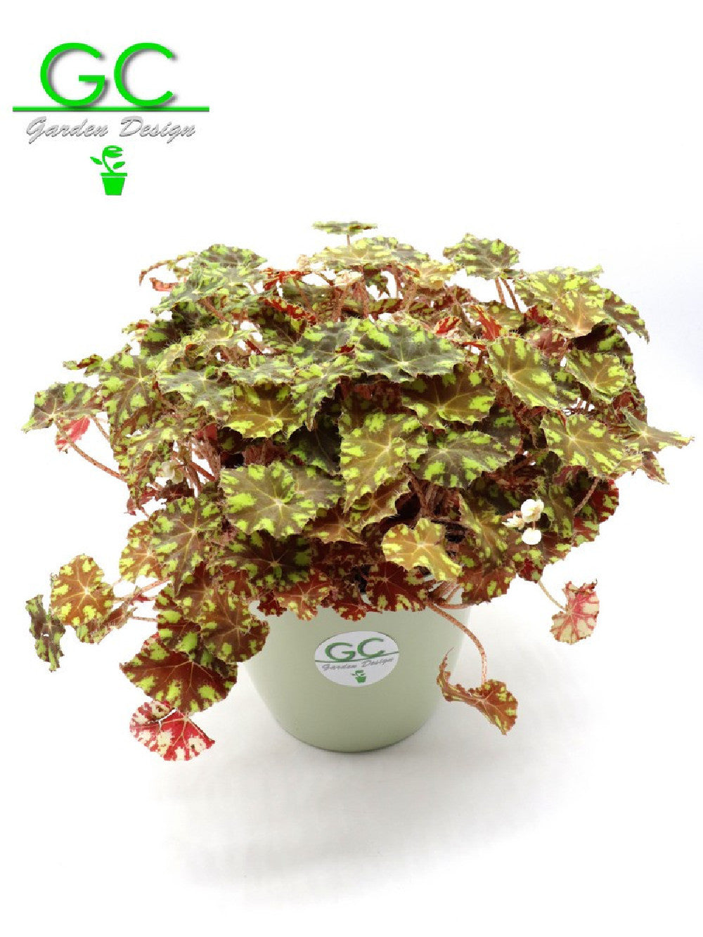 Begonia blad Magic colours "tiger"