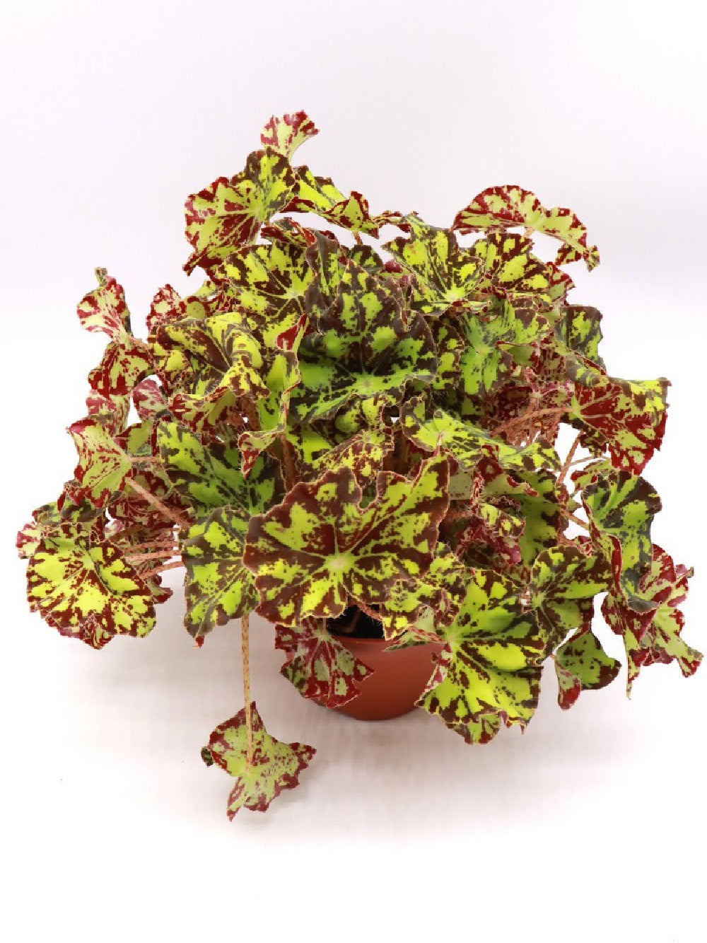 Begonia blad Magic colours "tiger"