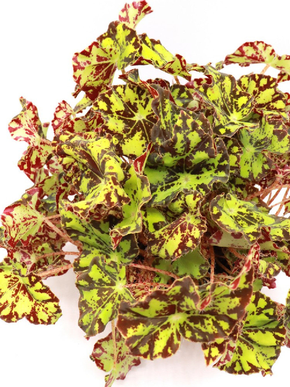 Begonia blad Magic colours "tiger"