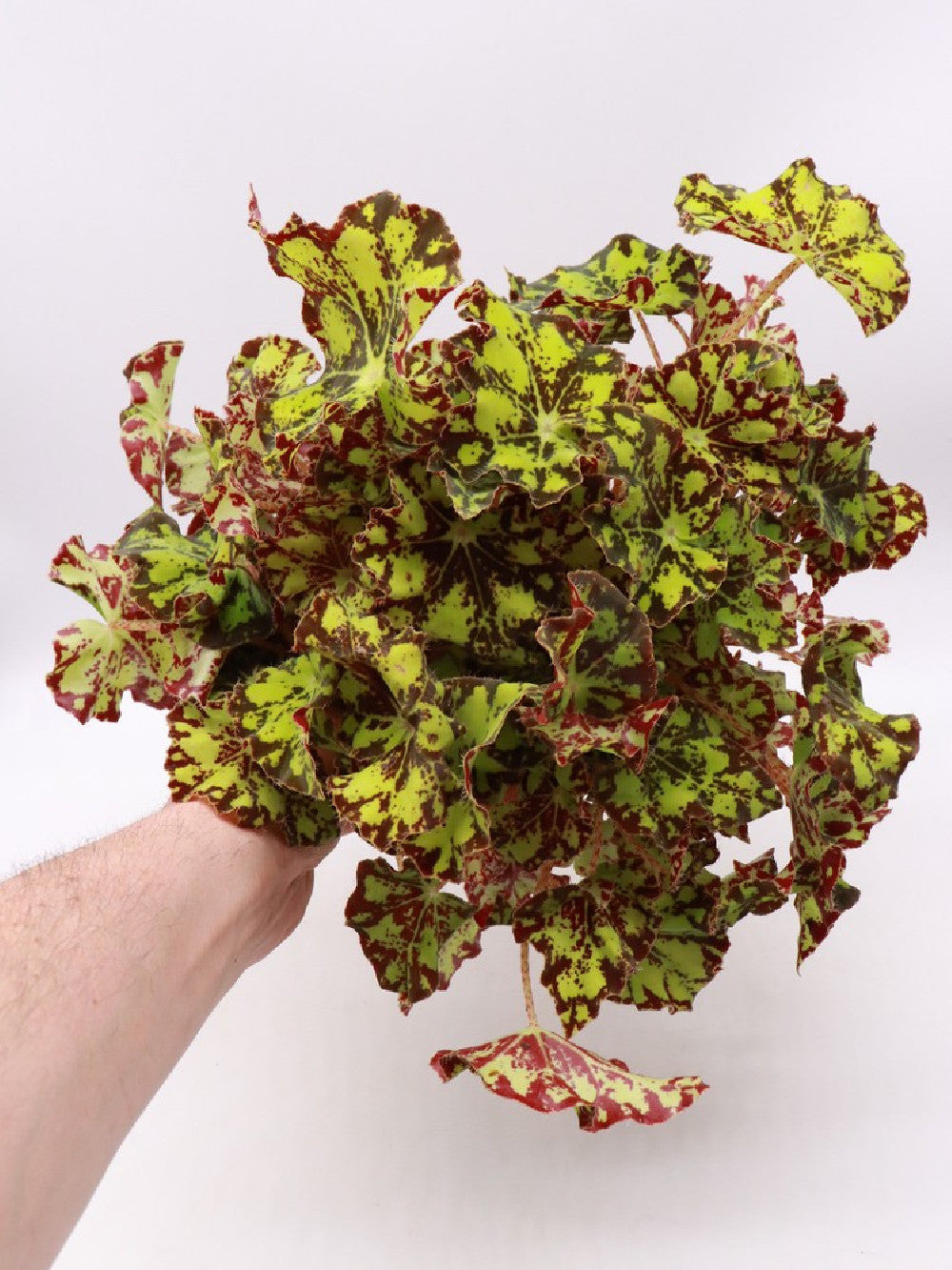 Begonia blad Magic colours "tiger"
