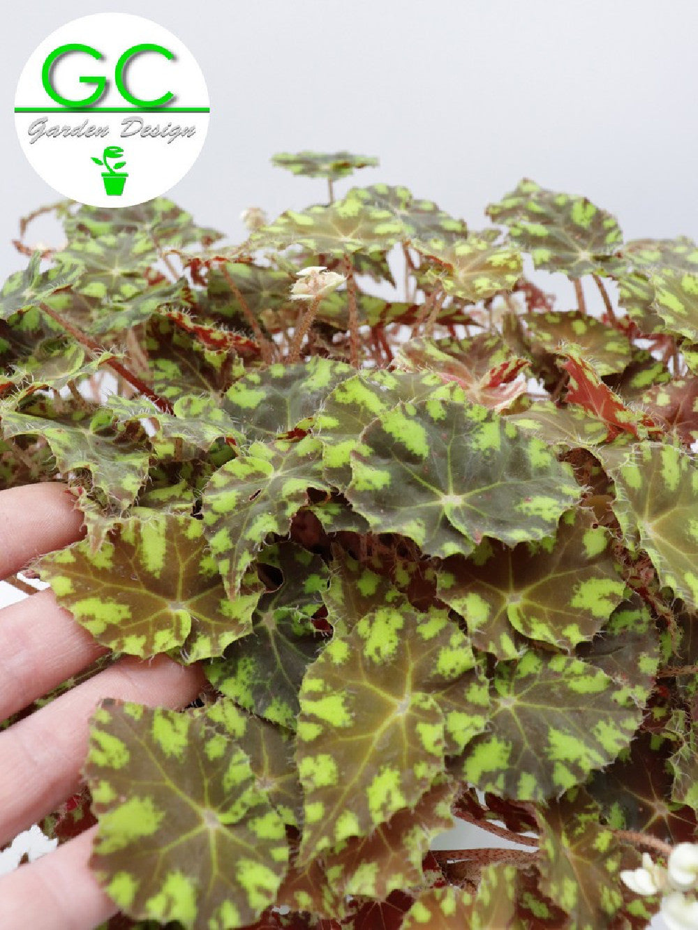 Begonia blad Magic colours "tiger"