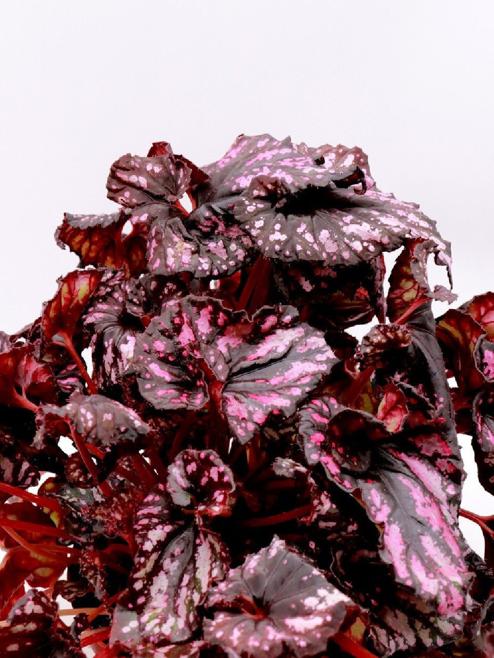 Begonia blad magic colour PURPLE