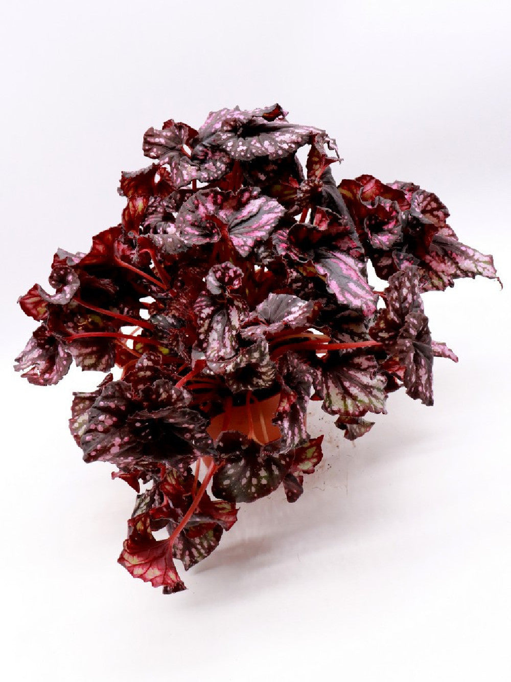 Begonia blad magic colour PURPLE