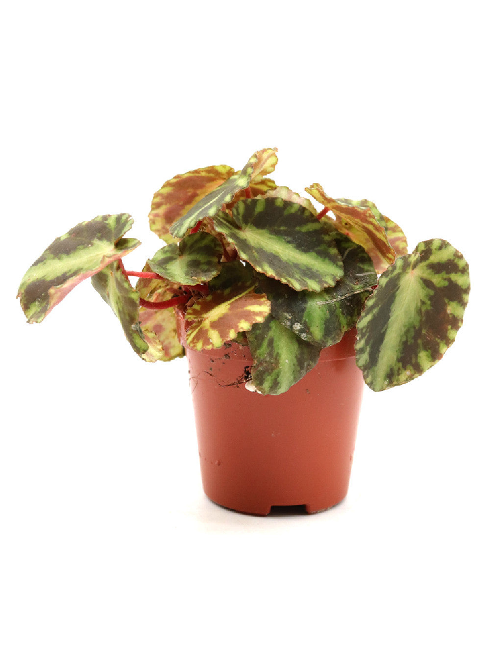 Begonia cleopatrae