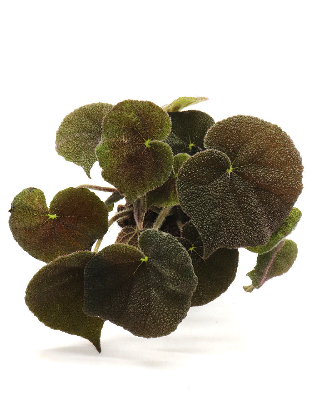 Begonia masoniana river