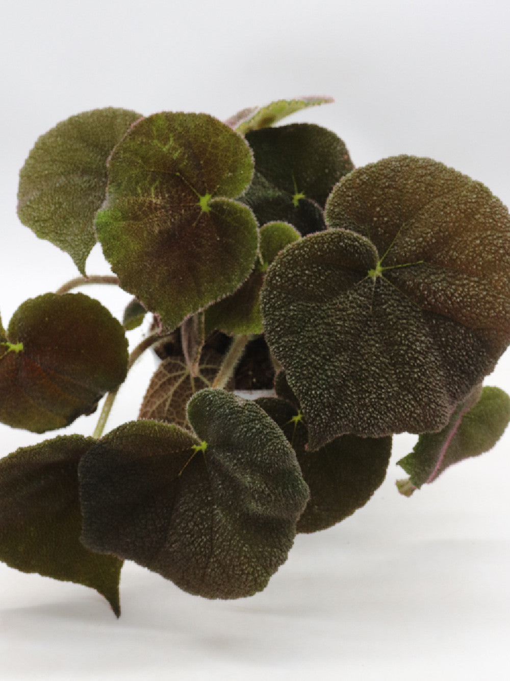 Begonia masoniana river