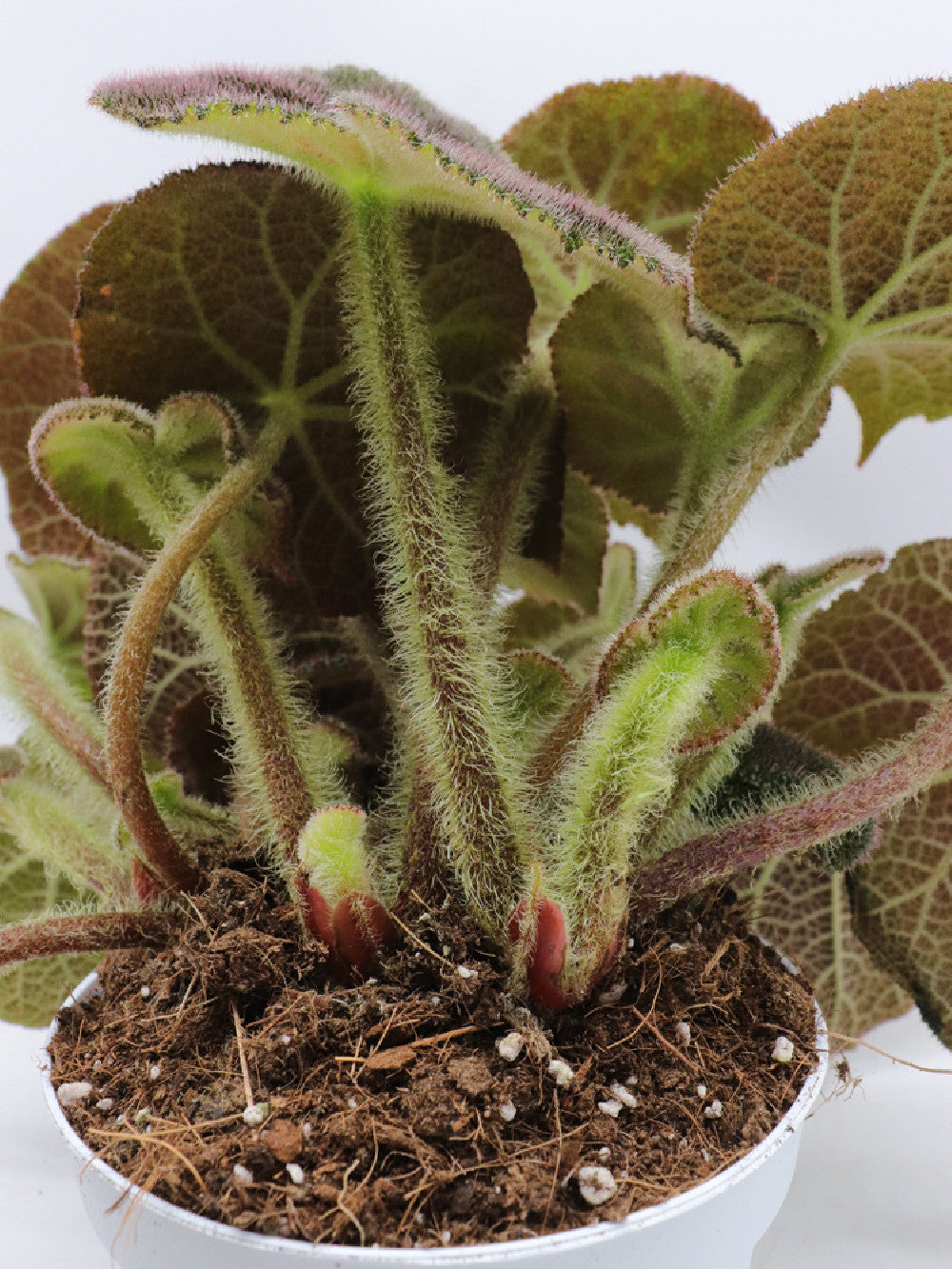 Begonia masoniana river