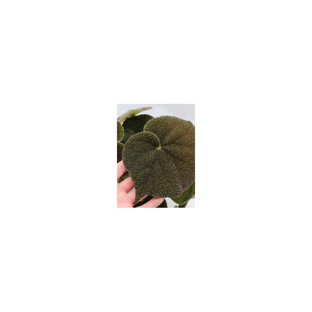 Begonia masoniana river