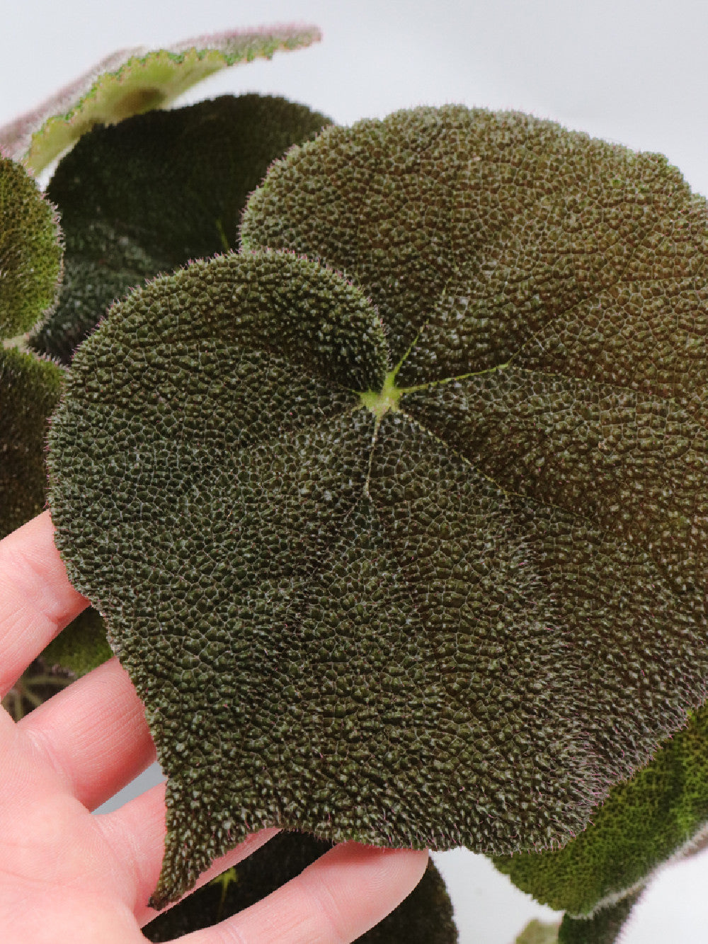 Begonia masoniana river