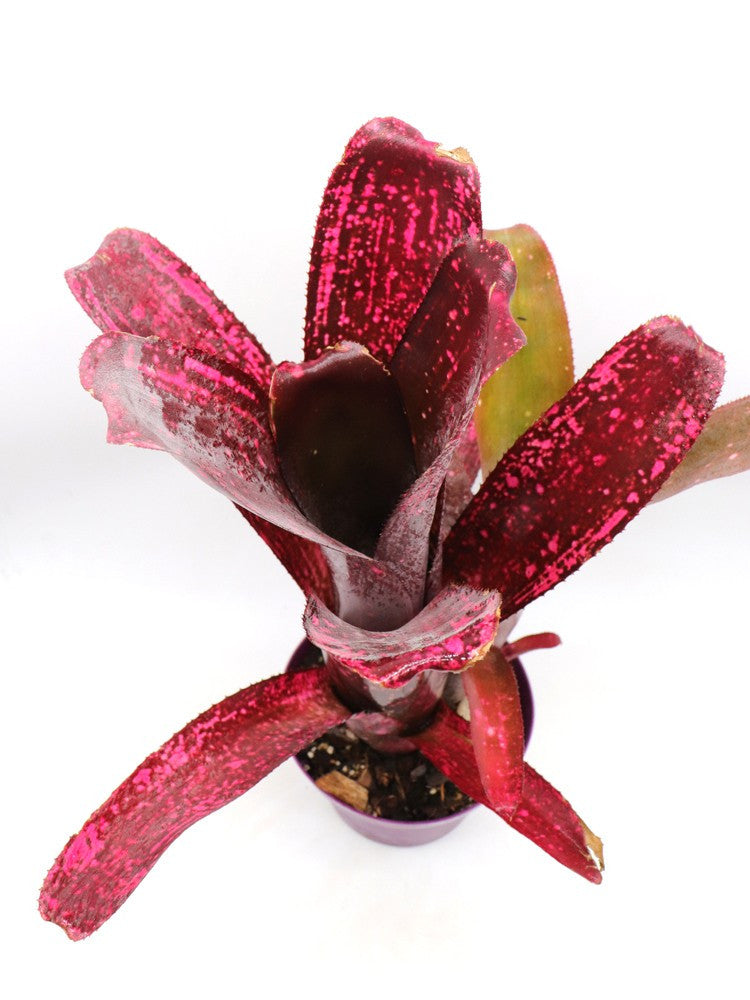 Billbergia Strawberry