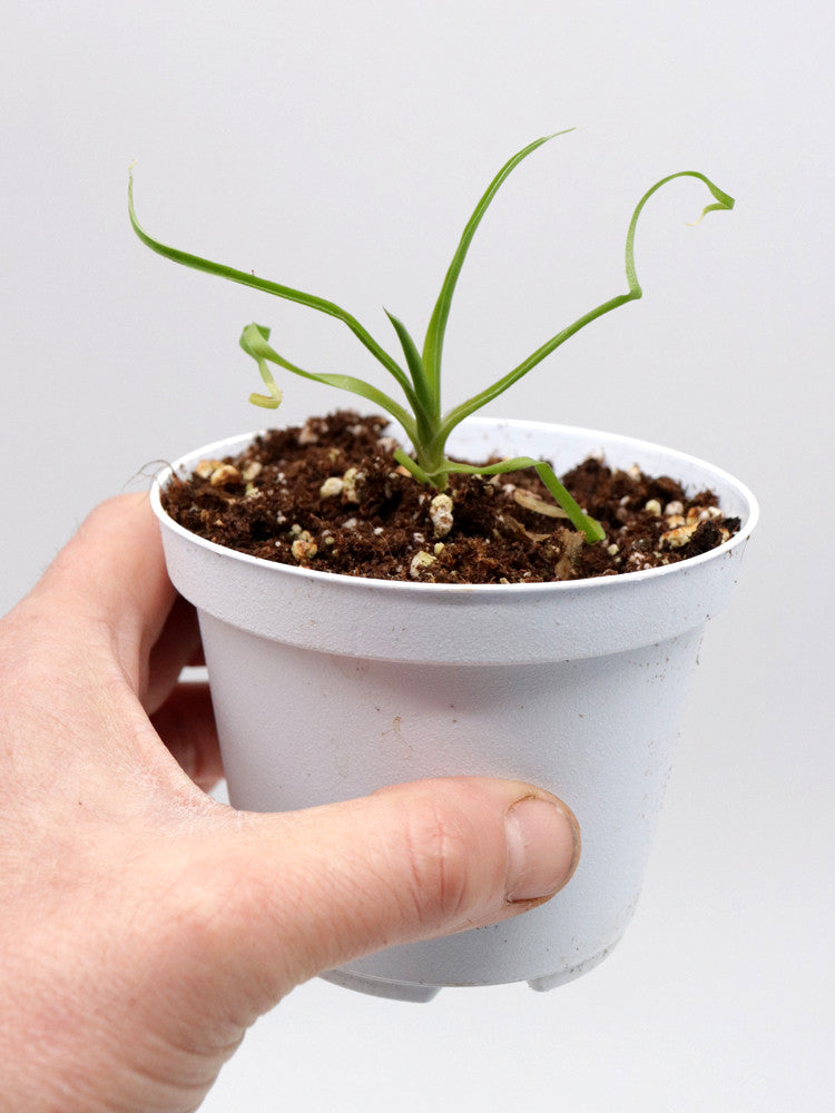 Brocchinia hechtioides  Lowland savanna under Akopan Tepui