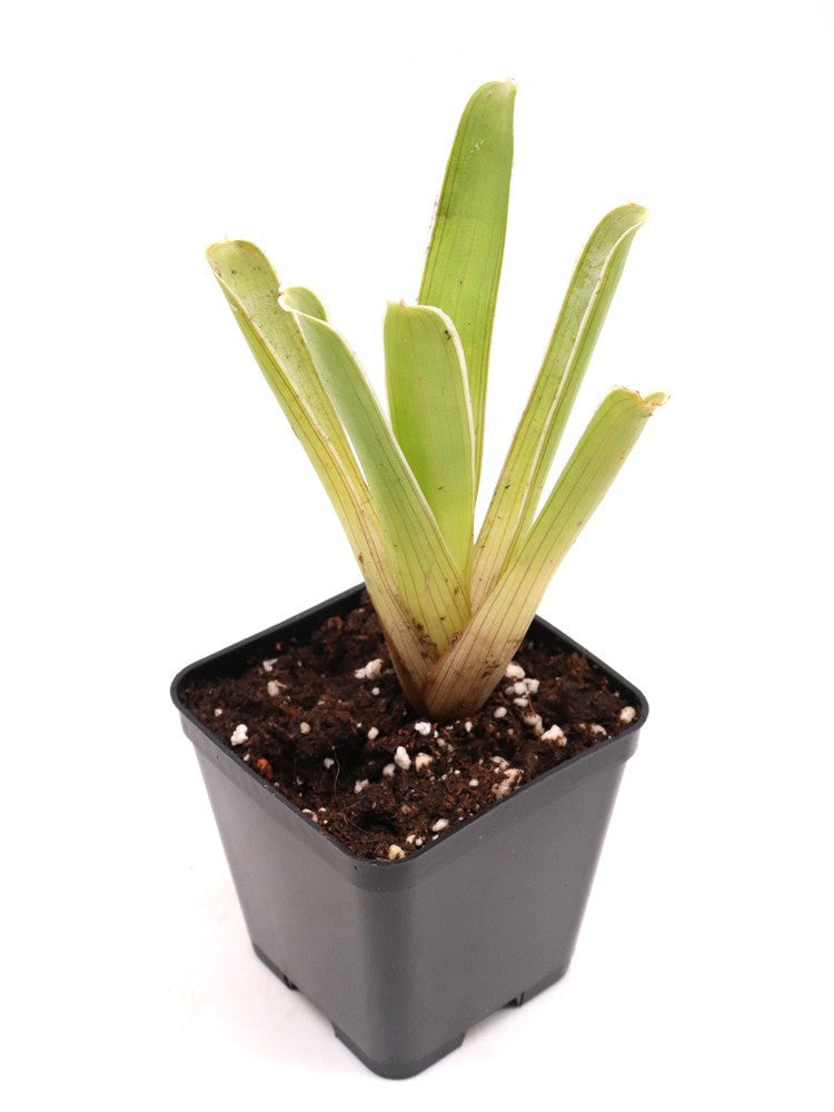 Brocchinia hechtioides  Lowland savanna under Akopan Tepui