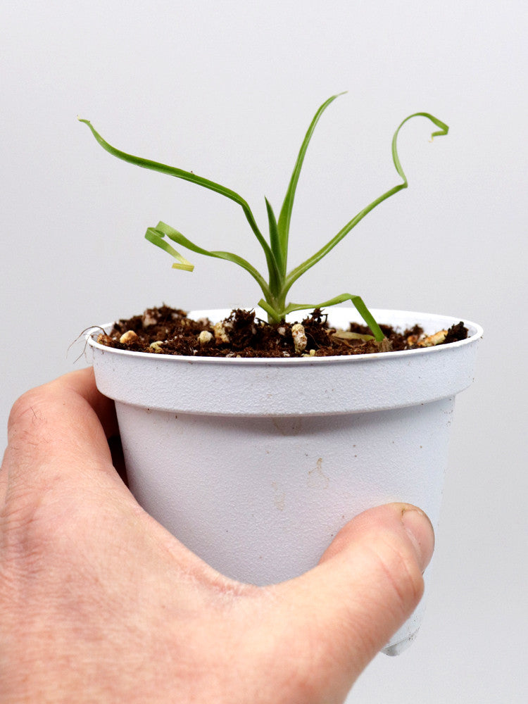 Brocchinia hechtioides  Lowland savanna under Akopan Tepui