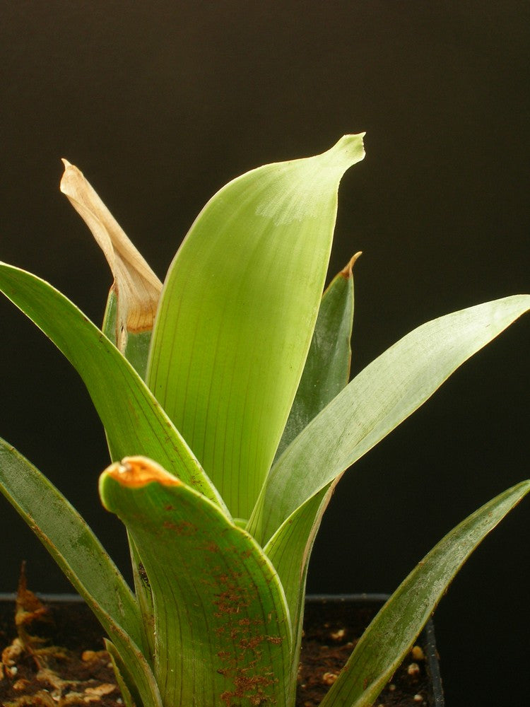 Brocchinia reducta  Akopan tepui