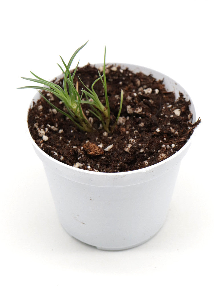 Brocchinia reducta  Akopan tepui