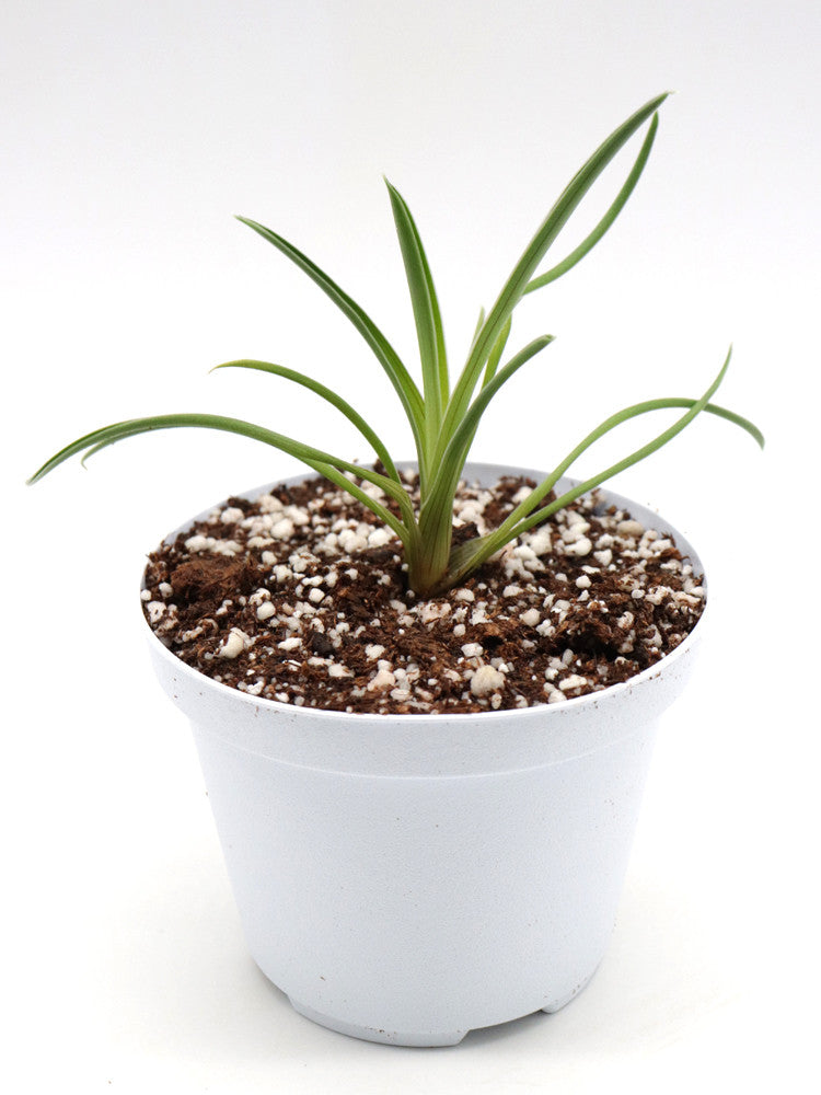 Brocchinia reducta  Akopan tepui