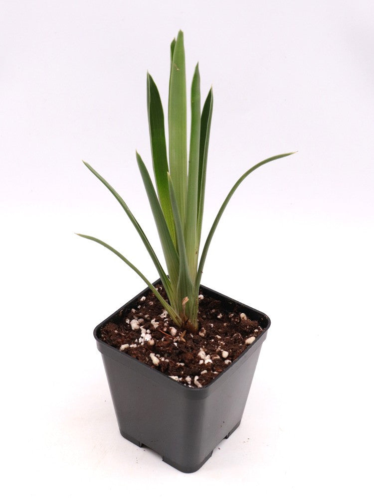 Brocchinia reducta  France Strain