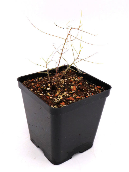 Byblis filifolia  Junction of Wyndham and Kalumb roads, WA