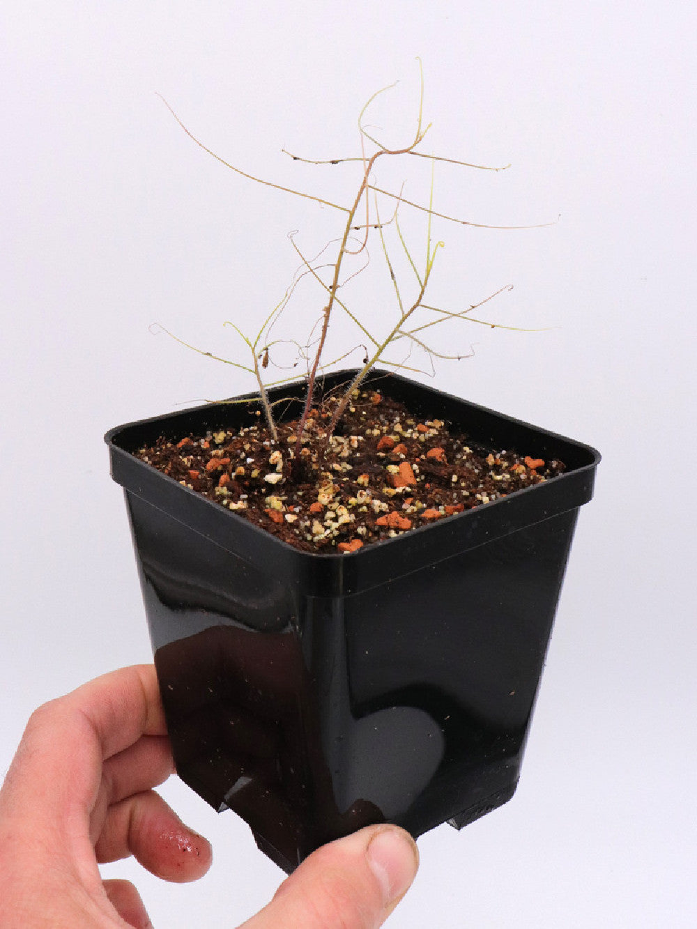 Byblis filifolia  Junction of Wyndham and Kalumb roads, WA