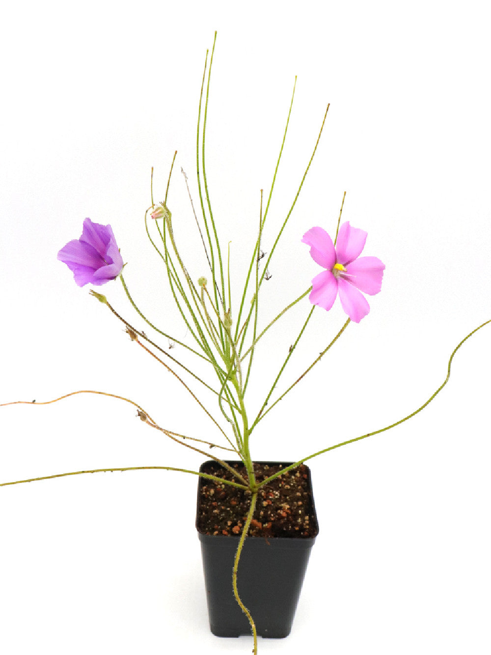 Byblis gigantea  "Pink Flower"   Canning river AU