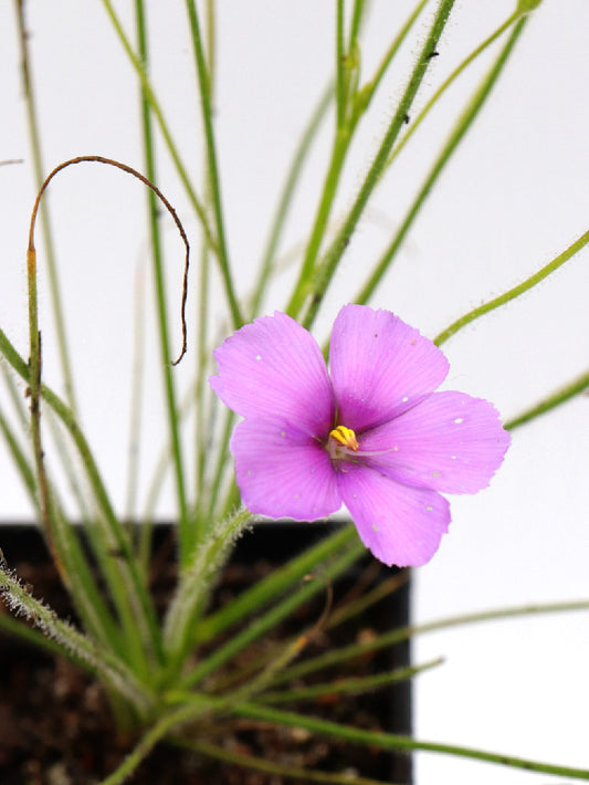 Byblis gigantea  "Pink Flower"   Canning river AU