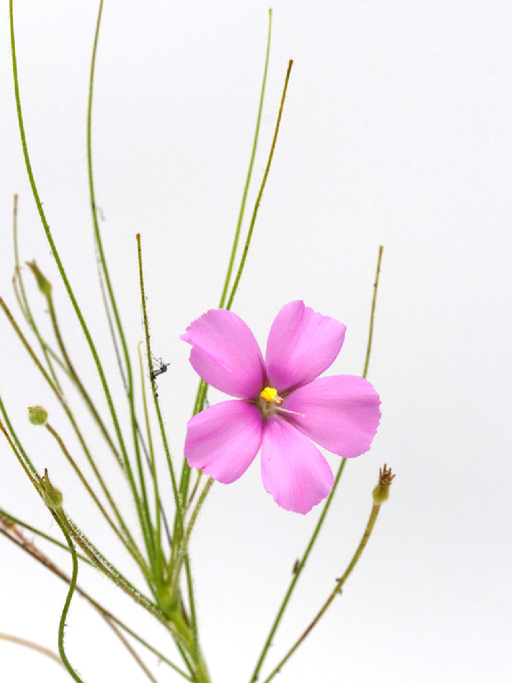 Byblis gigantea  "Pink Flower"   Canning river AU