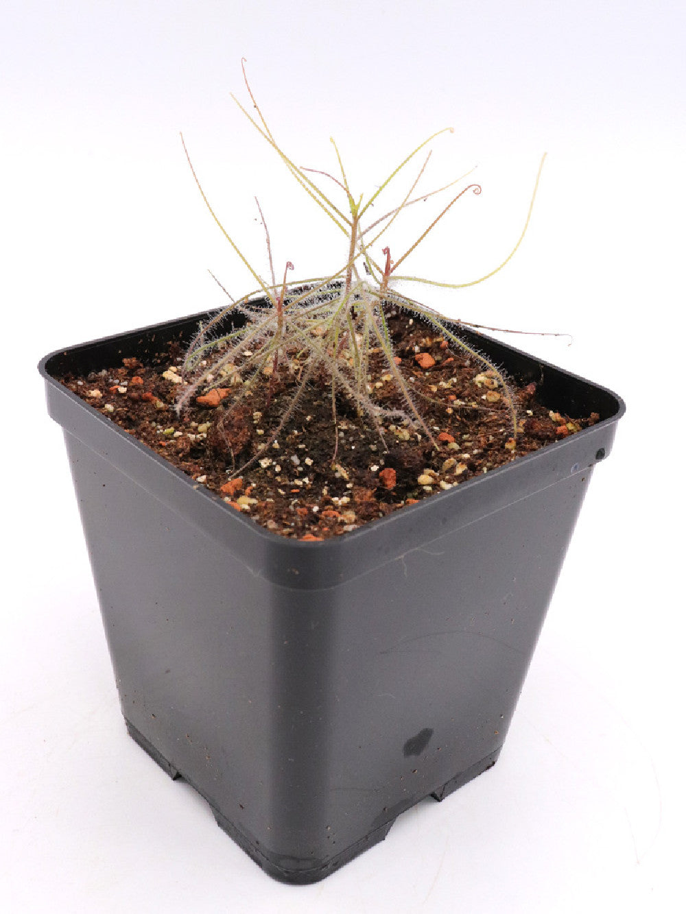 Byblis guehoi   Beagle Bay, Dampier Peninsula, WA