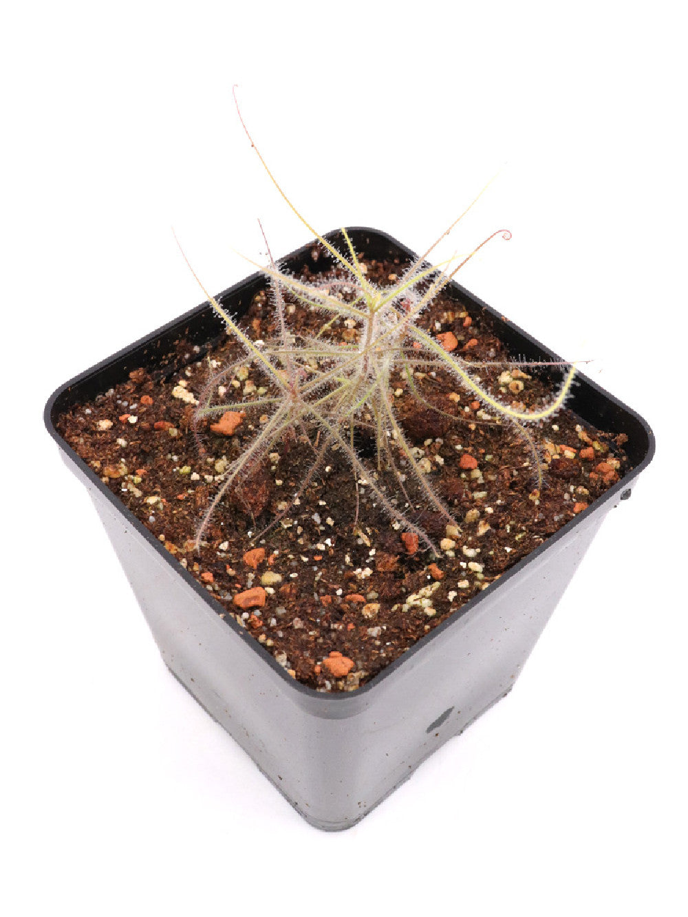 Byblis guehoi   Bobby's Creek, Dampier Peninsula, WA