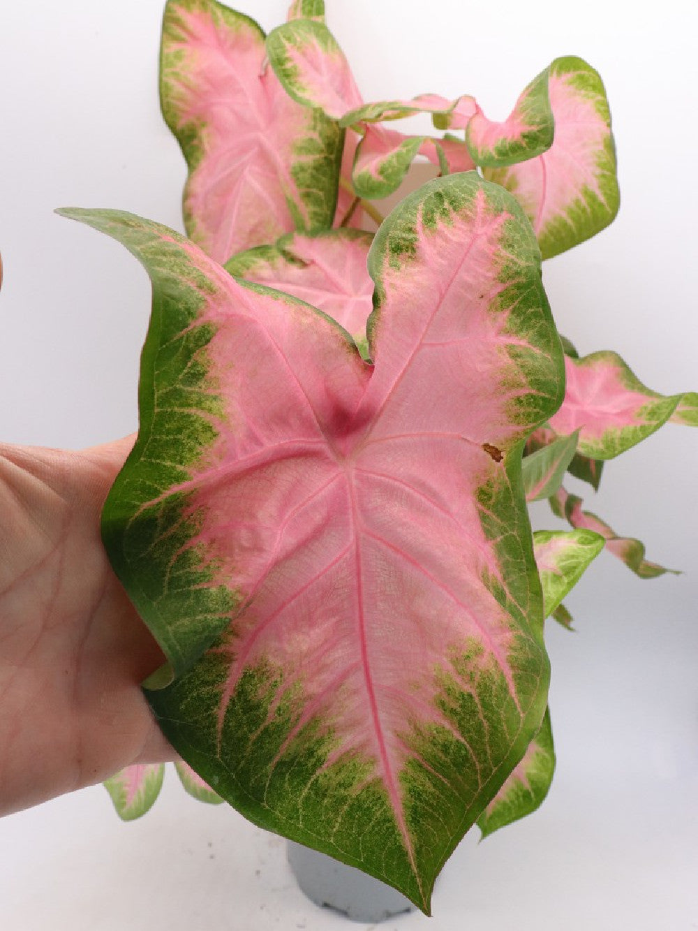 Caladium "Pink and Green"