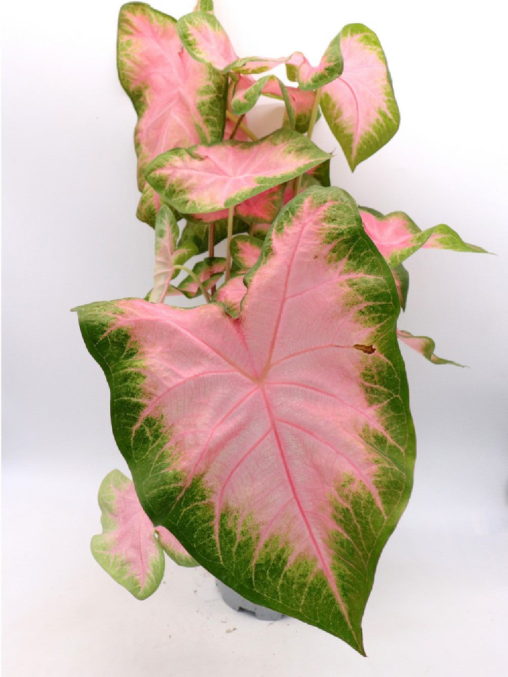 Caladium "Pink and Green"